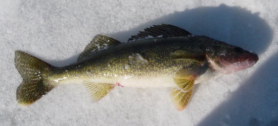 Fishing Report: Pickerel, bass, other fish pulled through solid ice