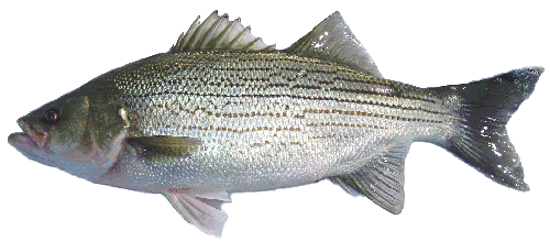 hybrid striped bass