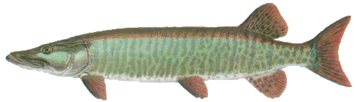 barred true strain muskie